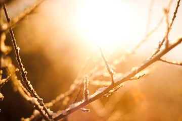 Frozen sunny herbs closeup