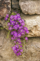 Fototapeta na wymiar Rocky Flower Garden Wall