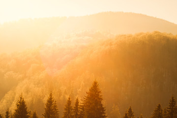 Fototapeta premium Winter scenery, sunny forest