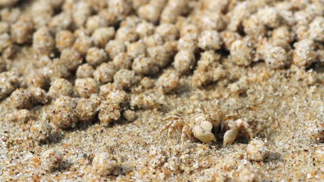 skittish crab rolls balls of sand
