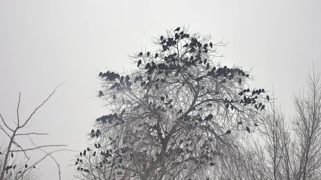 birds sitting on tree, a flock bird of crows