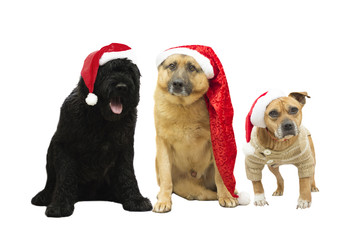 set of dogs in the New Year hat on a white background isolated