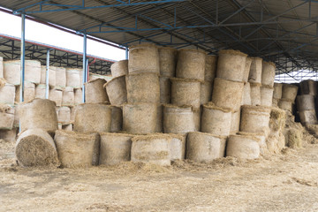 Cows and hay in the barn