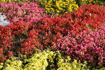 Obraz premium Flowerbed with red flowers.