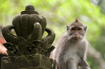 Balinese long-tailed monkey. The Ubud Monkey Forest is a nature reserve and Hindu temple complex in Ubud, Bali, Indonesia. There are about 600 monkeys living in this area. Also called macaque monkeys.