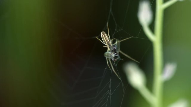 spider pisaura mirabilis eating fly that was trapped in spider's web