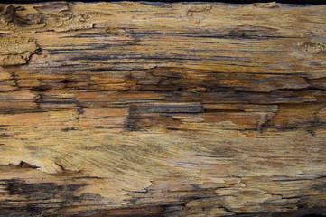 old decay wood