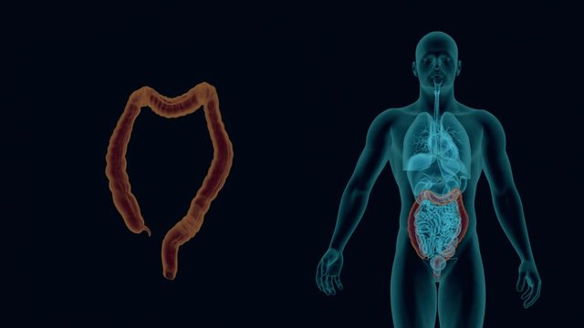 anatomy of human colon with digestive organs in x-ray view 3d animation