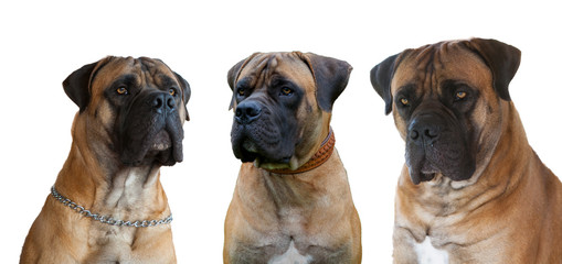 Closeup portrait of dog breed South African Boerboel (South African Mastiff) in three angles on a white background, isolated