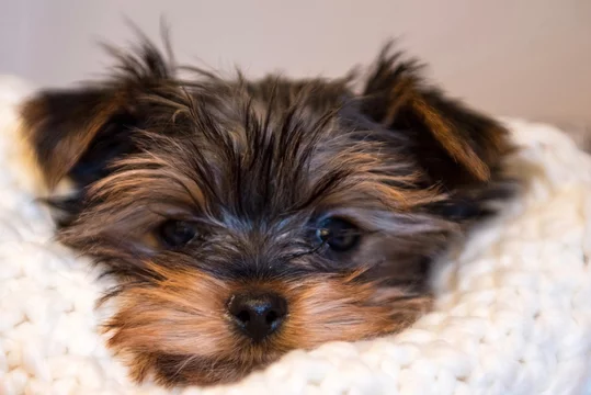 york yorkshire terrier tcup teacup Stock Photo Adobe Stock