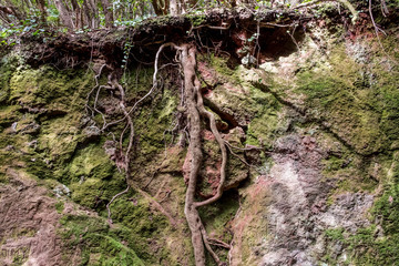 Fototapeta premium roots , tree root - forest ground cross section