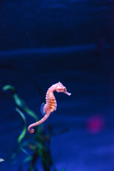 Spotted seahorse Hippocampus kuda clings to a strand of seaweed. © SailingAway