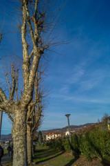 Trees on blue sky in winter season