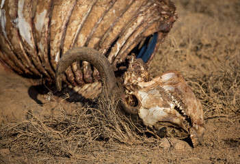 Skeleton of Wild African Buffalo