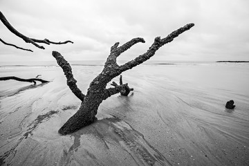 Driftwood and washed out trees at the beach on Hunting Island St