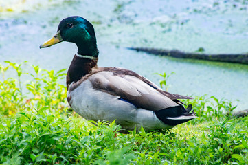 Male Mallard Duck