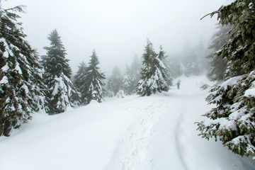 Mystical winter forest covered with snow on winter day