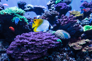 Threadfin butterflyfish known as Chaetodon auriga in a coral reef. © SailingAway