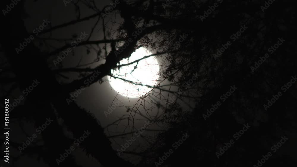 Sticker full moon rising through tree branches at night, close up in real time.