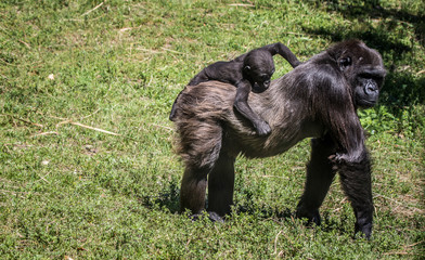 Momma gorilla giving baby a ride © cheriesummers18