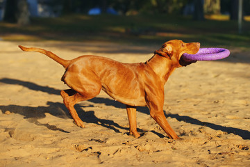Active Hungarian Vizsla dog running outdoors and playing with a puller ring toy