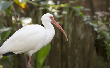 White Ibis