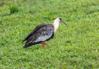 Fototapeta premium The ibis on the swamp - El Cedral, Los Llanos, Venezuela