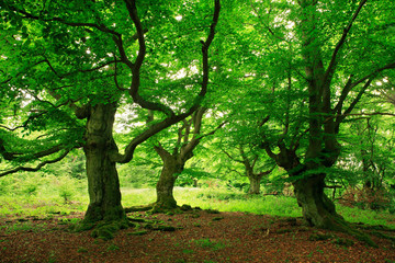 Gnarled Old Beech Trees with Moss Covered Roots in Wild Natural Forest