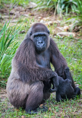 Mother and baby gorilla