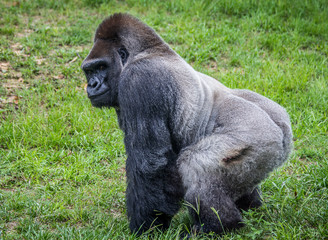 Male silverback gorilla © cheriesummers18