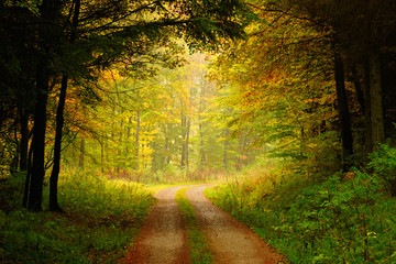 Dirt Road through Forest in Autumn, Leaves Changing Colour