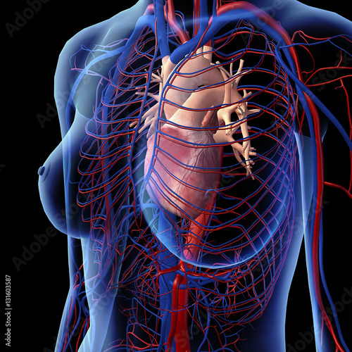 "Female Heart and Chest Circulatory System in Xray View" Stock photo