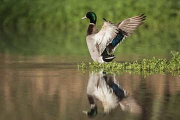 Obraz premium Mallard, Duck, Anas platyrhynchos