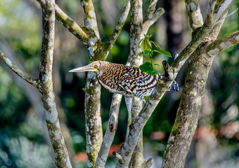 Marble tiger bittern is waiting in ambush - Los Llanos, El Cedral, Venezuela, South America