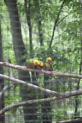 Sun Conures or Sun Parakeets (Aratinga Solstitialis)