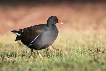 Common Moorhen, Moorhen, Gallinula chloropus