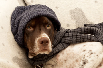 english pointer dog