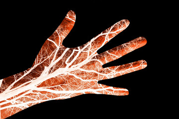Hand with veins and arteries in evidence isolated in black background