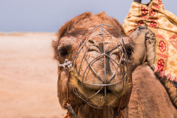 Dromedary camel relaxing