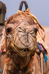 Dromedary camel relaxing