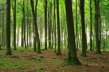 Green Forest Beech Trees, Moss covered Roots