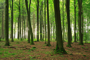 Obraz premium Green Forest Beech Trees, Moss covered Roots