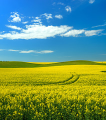 Fields of Rapeseed blossoming under Blue Sky with Clouds