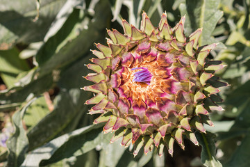 Naklejka na ściany i meble closeup of globe artichoke flower head
