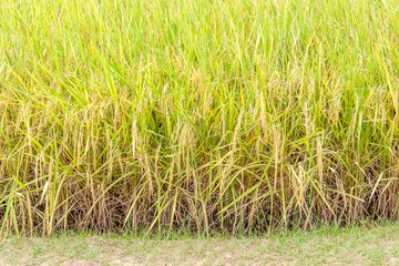 Golden rice paddy in field farm, ready to harvesting.