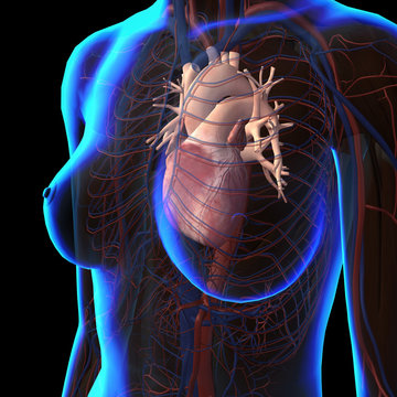 Female Chest, Heart, Arteries and Veins in Blue X-ray View