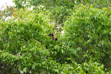 Tufted capuchin monkey on the nature in Pantanal, Brazil