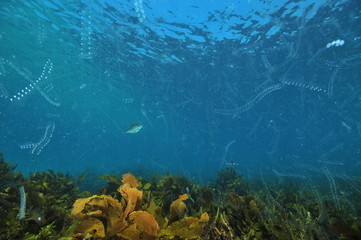 Dense early summer jelly plankton in clear blue water above meadow of kelp and sea weeds. - obrazy, fototapety, plakaty