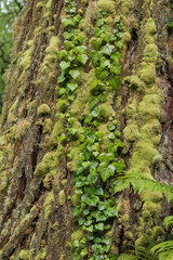 moss on tree