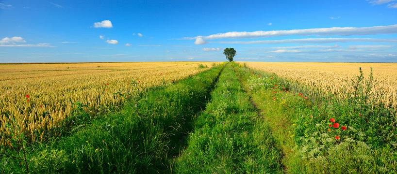 Feldweg durch Endloses Weizenfeld unter blauem Himmel, Traktorspuren, Mohnblumen am Feldrand, am Horizont ein einzelner Baum